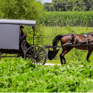carriage